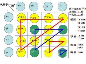 自由组合规律