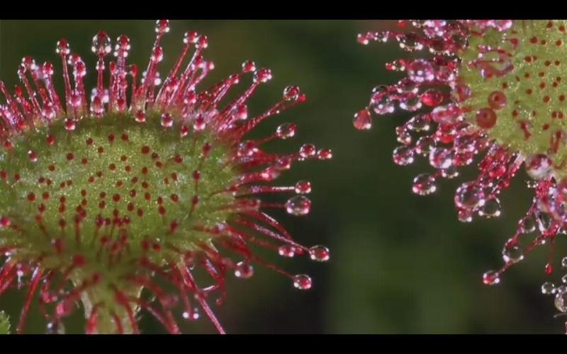 食虫花 种子植物目菊科植物 搜狗百科 食虫花 种子植物目菊科植物 搜狗百科