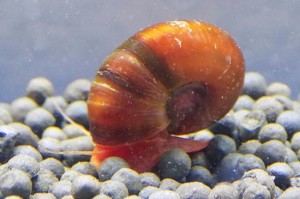 苹果螺
