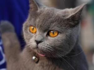 英国短毛猫