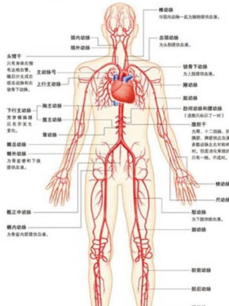 人体解剖图 搜狗百科