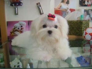 玛尔济斯犬图册