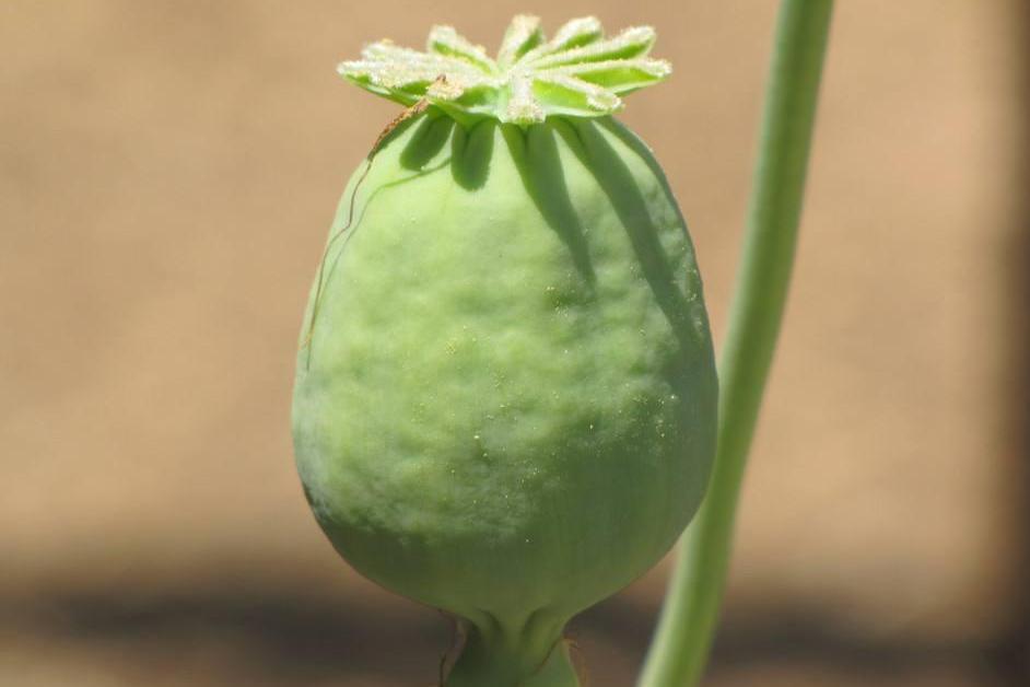 罂粟果 植物罂粟花的果实 搜狗百科