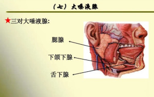 唾液腺