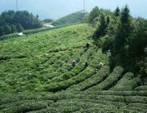 如何修剪茶叶 300