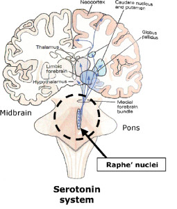 啡肽(endorphin,别称安多芬或脑内啡,是内成性(脑下垂体分泌)的类