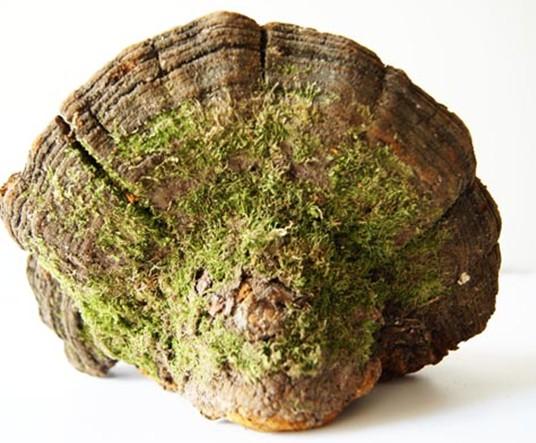 野生松针层孔菌