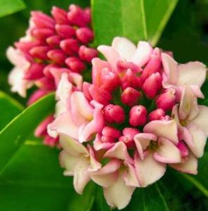 瑞香花图册
