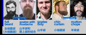 主要络腮胡型