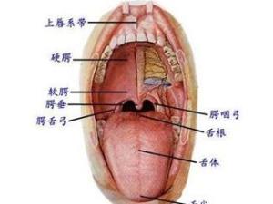 疱疹性口腔炎