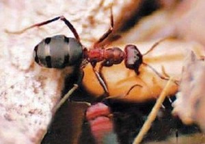 食人蚁