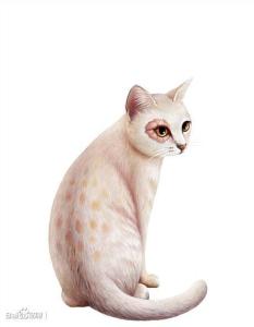 出自《猫武士》.