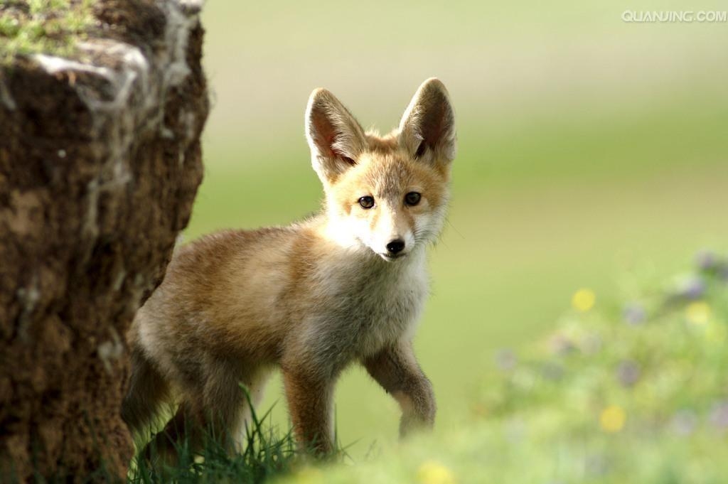 极狐是什么动物 0