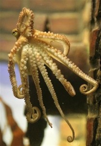 当地时间2010年11月3日,德国奥博豪森水族馆正式推出"章鱼保罗二世"