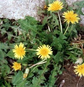 野菜