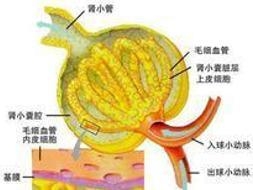 肾小球滤过率