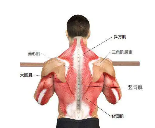 竖脊肌酸图片