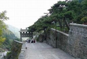 五大夫松风景