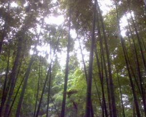 竹洞天风景区