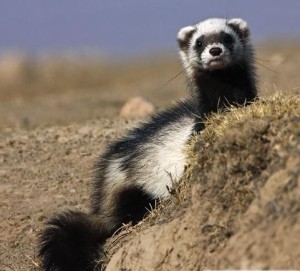 非洲艾虎 - 搜狗百科