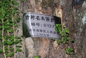 已受保护的古银杏树