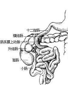十二指肠位置 解剖图片