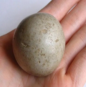 粪石(1)所谓的"粪石"是粪块结石的简称.