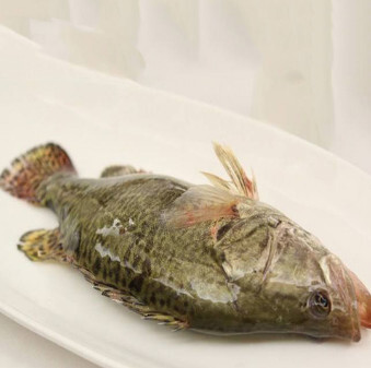 桂花鱼 鮨科鳜属动物 搜狗百科