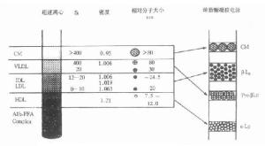 超速离心法与电泳法分离血浆脂蛋白