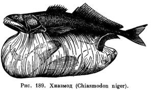 叉齿鱚 Chiasmodon niger