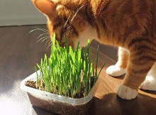 猫草