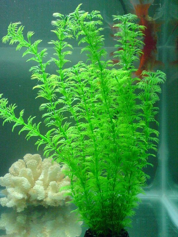 水草- 搜狗百科