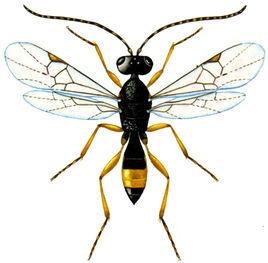 地老虎细颚姬蜂