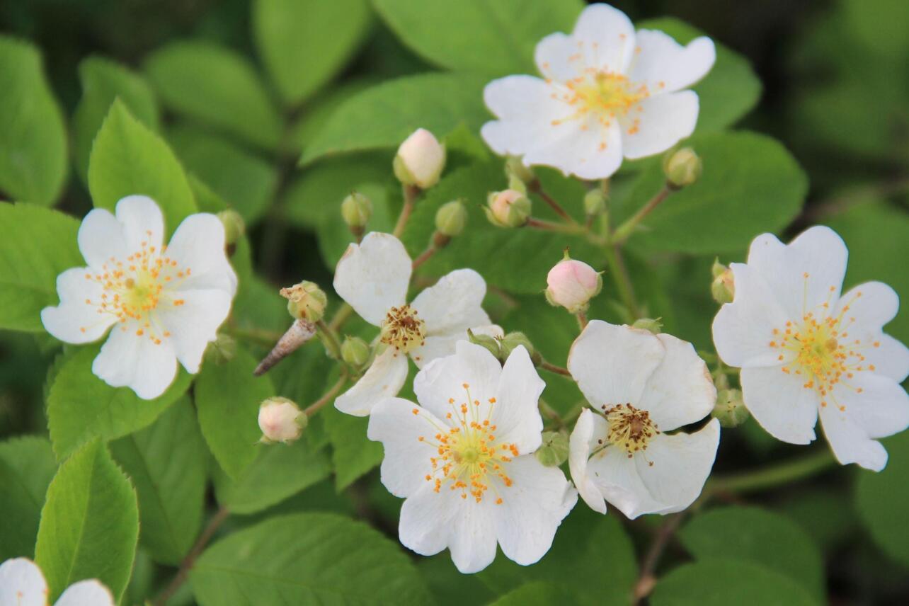 野蔷薇 植物 搜狗百科