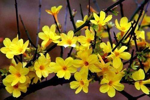 连翘花