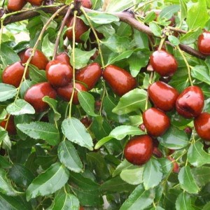 金丝小枣
