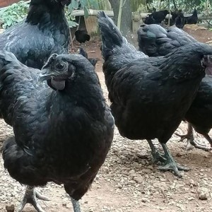 五黑鸡