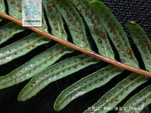 光里白全株