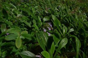 与恐龙同时代的野生植物——报春苣苔