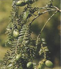 榧树