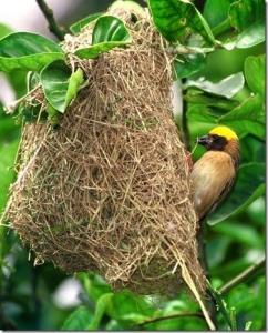 织布鸟在“筑巢”