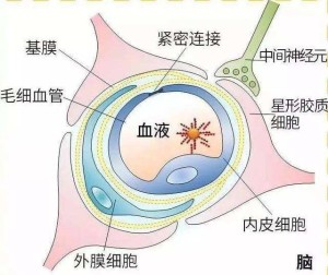 病毒 血脑屏障图片