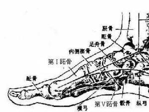 骰骨