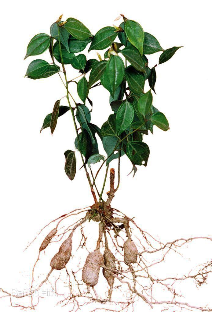 台乌- 搜狗百科