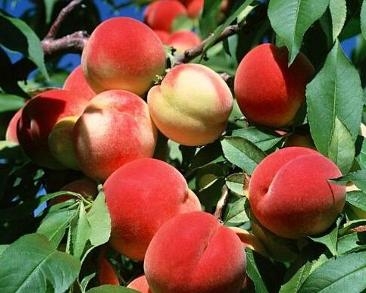 福安穆阳水蜜桃