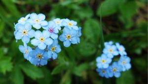 勿忘草 搜狗百科