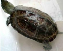 乌龟怎么看多少甲 300