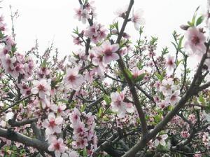 美丽景色