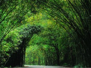 蜀南竹海