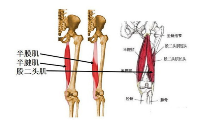 大腿二頭筋腱